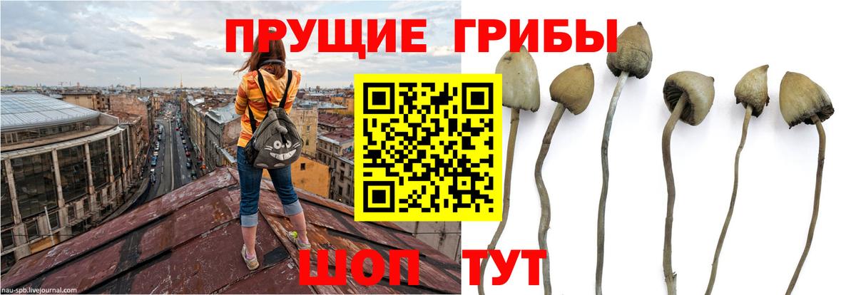 Псилоцибиновые грибы Psilocybe Минусинск